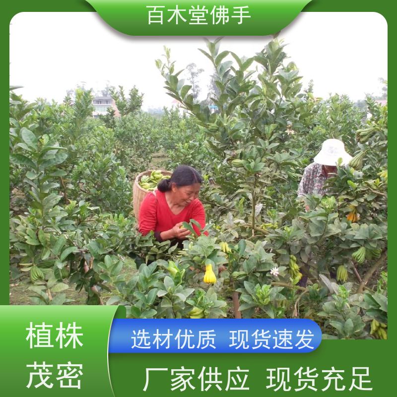 百木堂 成 都佛手苗 观赏植物 附加值高 植株茂密