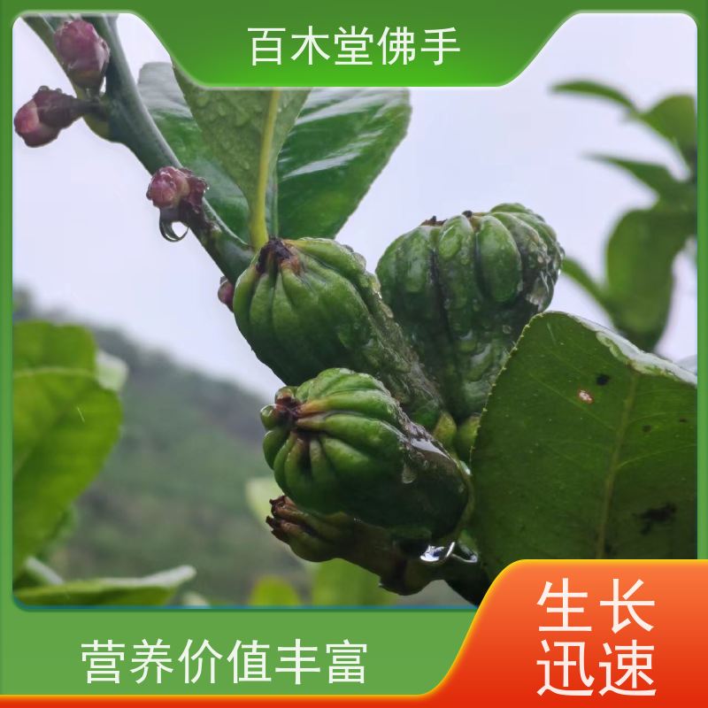 百木堂 自 贡佛手苗 树形丰富 成活率高 品种齐全