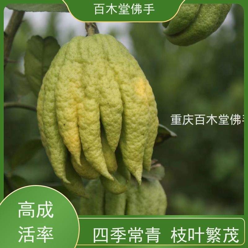 百木堂 万 州佛手苗 观赏植物 附加值高 中药材种植基地 
