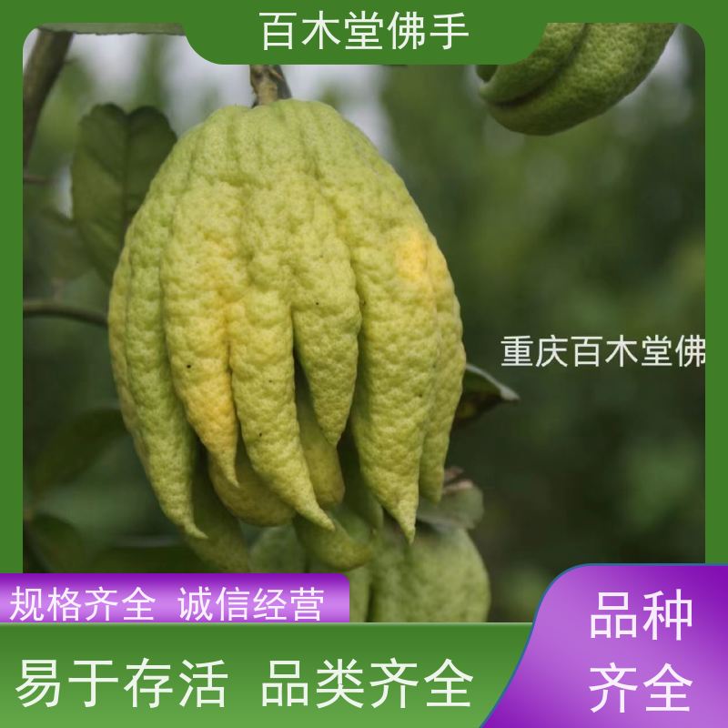 百木堂 川佛手苗 城市景观绿化树 中药材种植基地 
