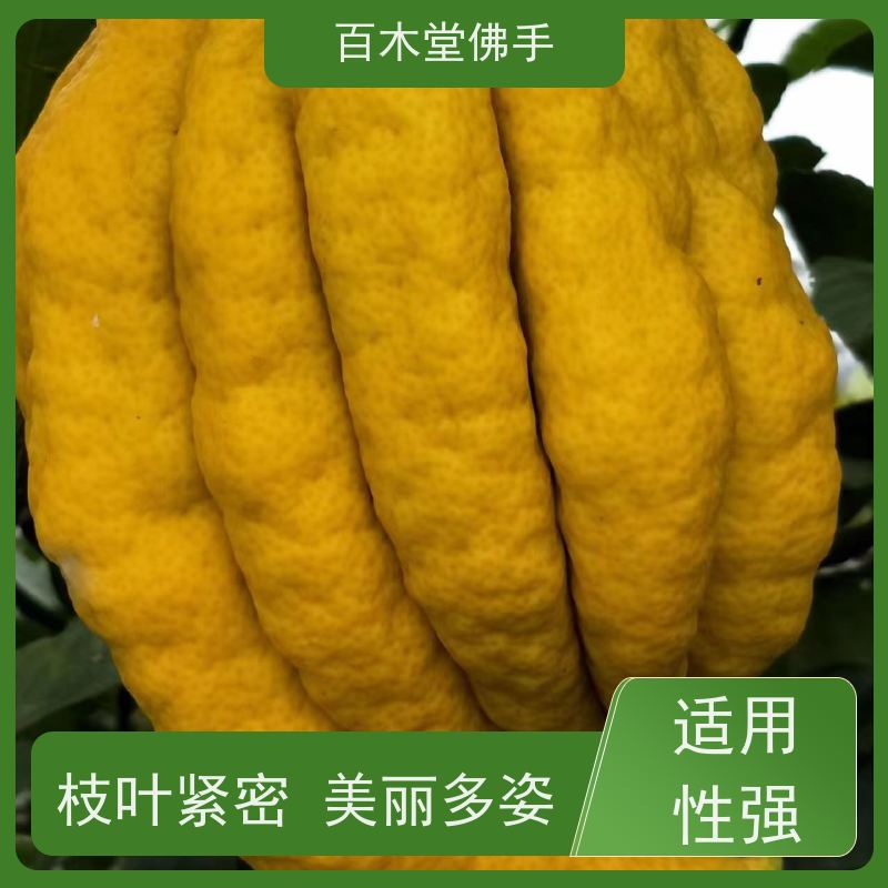 百木堂 巴 中佛手苗 生长环境适应性强 品种齐全