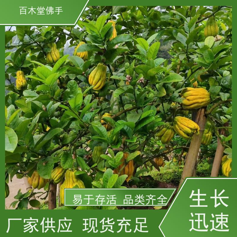 百木堂 广佛手苗 植株茂密 生长迅速 中药材种植基地 