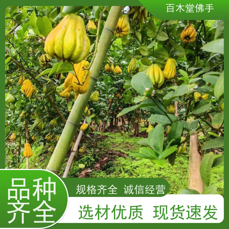 百木堂 肇 庆佛手苗 高成活率 较耐干旱 种苗基地直供