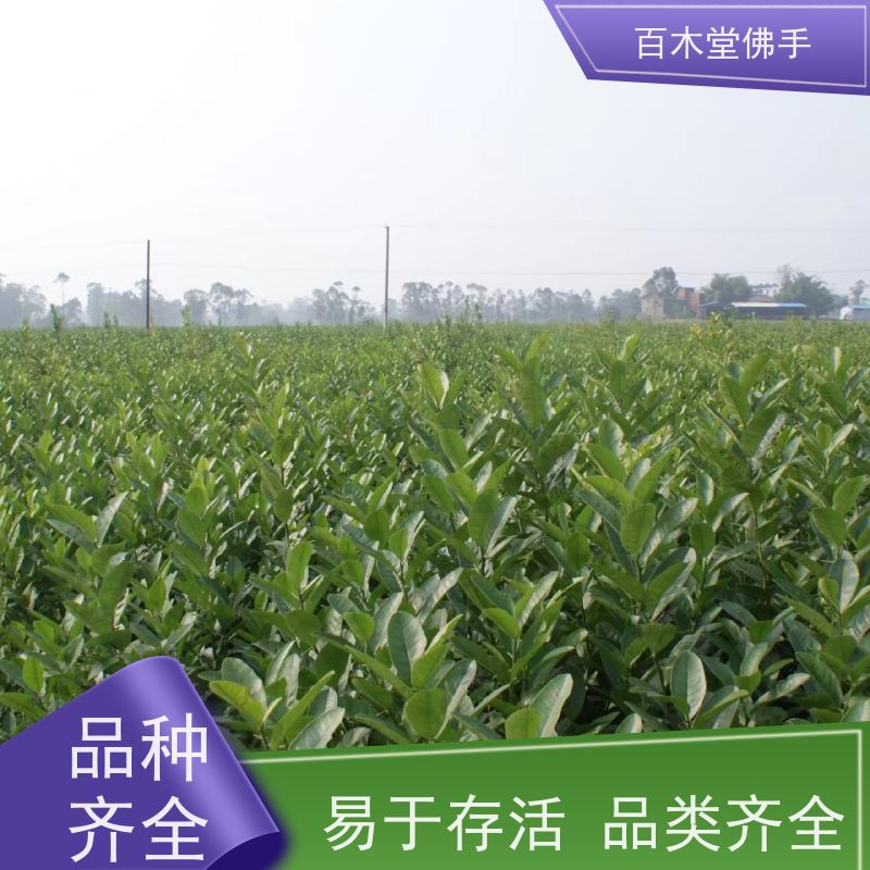百木堂 金佛手苗 适用性强 规格齐全 道路绿化行道苗