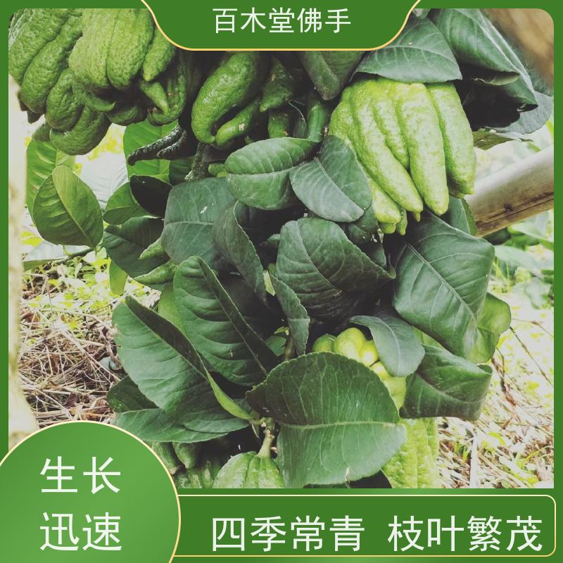 百木堂 合 江佛手苗 高成活率 较耐干旱 园林景区栽植
