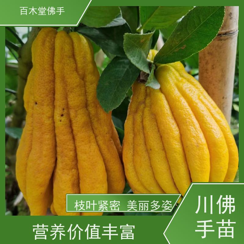 百木堂 佛手柑 枝叶紧密 美丽多姿 园林景区栽植