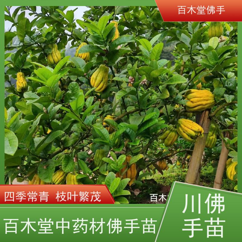 百木堂 眉 山佛手苗 产量高 用途广泛 道路绿化行道苗