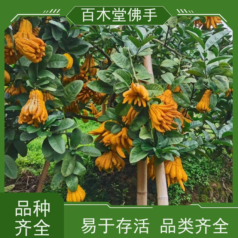 百木堂 佛手柑苗种植 高成活率 较耐干旱 道路绿化行道苗