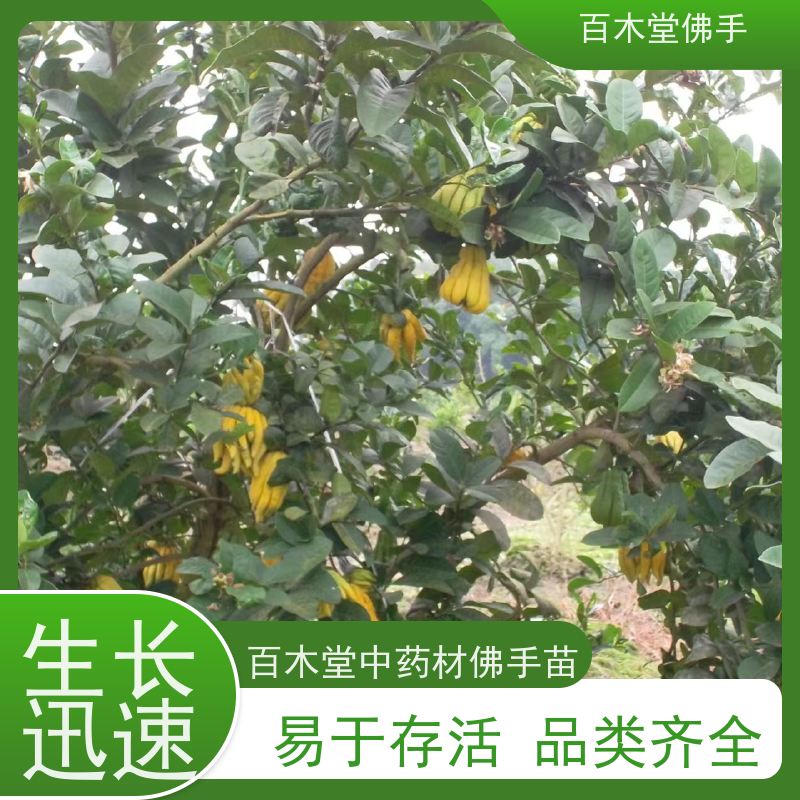百木堂 川佛手苗批发 产量高 造型优美 易成活 园林景区栽植