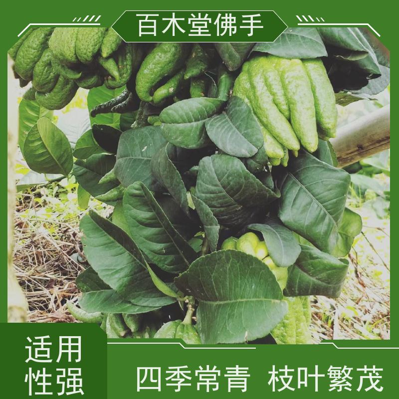 百木堂 广佛手苗批发 生长迅速 品种齐全 道路绿化行道苗