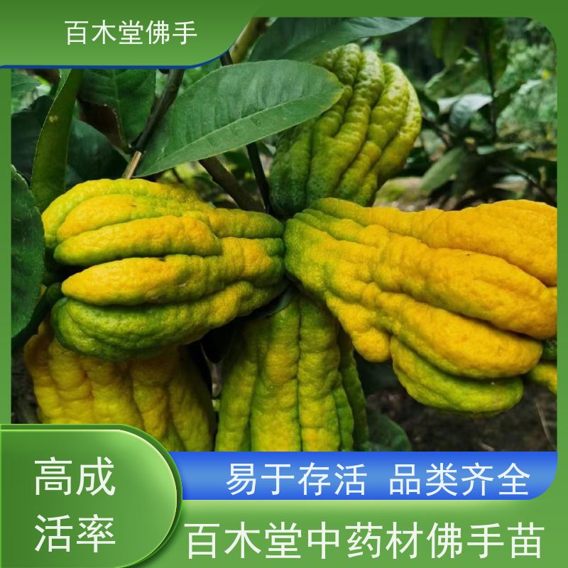 百木堂 佛手苗种植 产量高 造型优美 易成活 用于庭院装饰