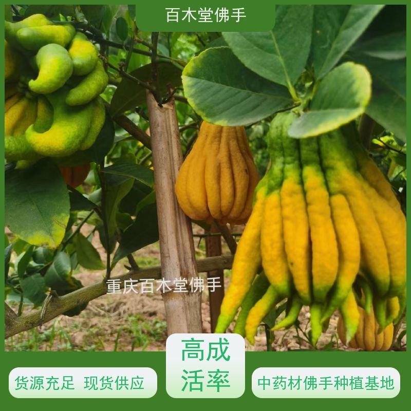 百木堂 广佛手苗种植技术 枝叶紧密 美丽多姿 道路绿化行道苗