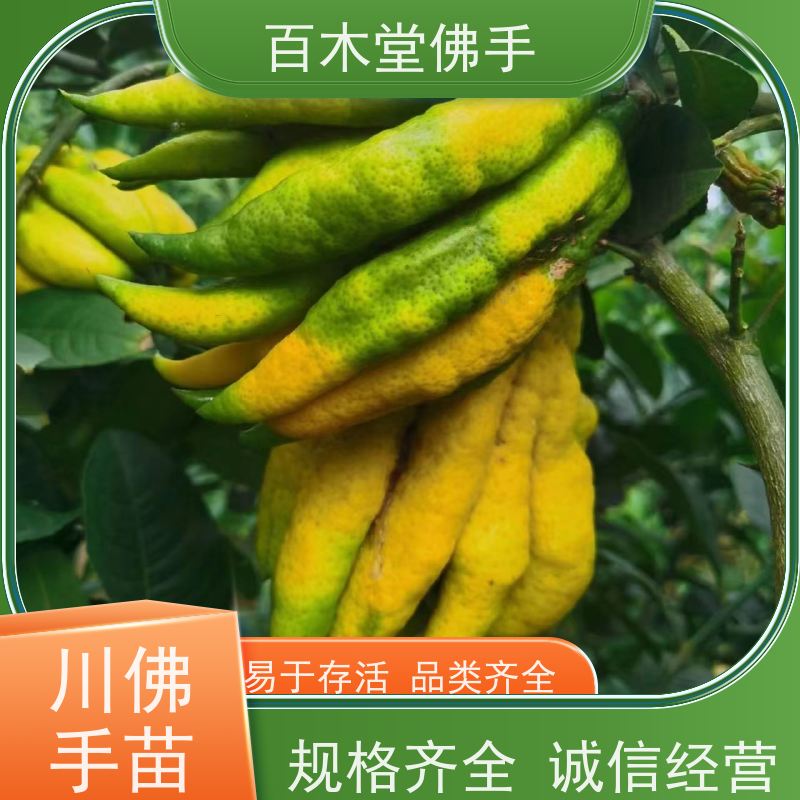 百木堂 金佛手苗种植 枝叶紧密 美丽多姿 用于庭院装饰