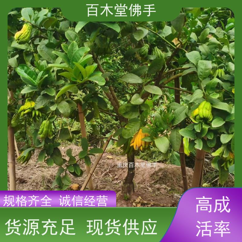 百木堂 良种佛手批发 适用性强 规格齐全 用于室内外盆景