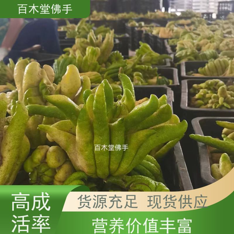 百木堂 犍为佛手 造型优美 易成活 园林景区栽植