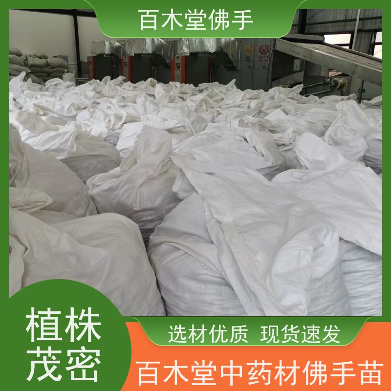 百木堂 佛手 观赏植物 附加值高 道路绿化行道苗