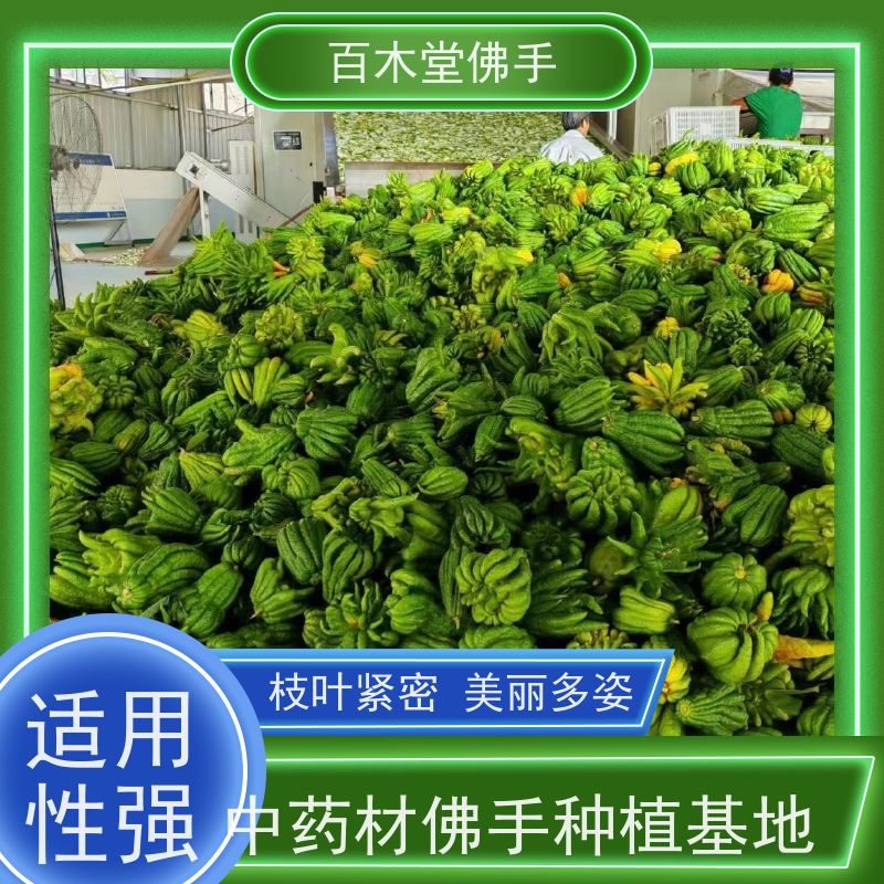 百木堂 忠 县佛手 可作为盆景摆设 货源充足 种苗基地直供