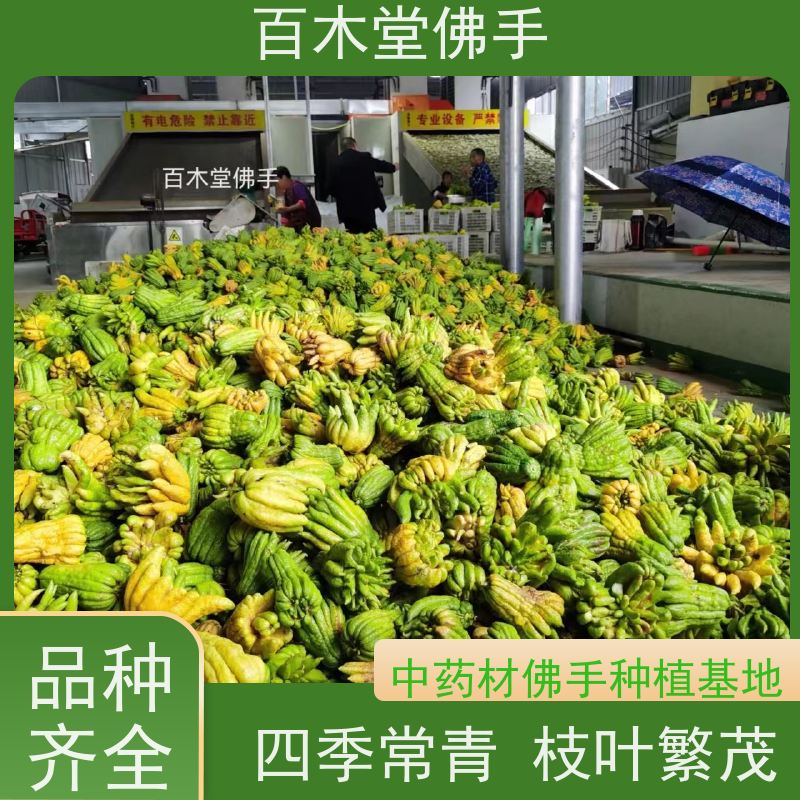 百木堂 广佛手 树形丰富 成活率高 中药材种植基地 