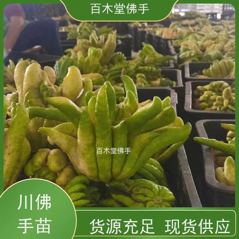 百木堂 沪 州佛手 产量高 用途广泛 种苗基地直供