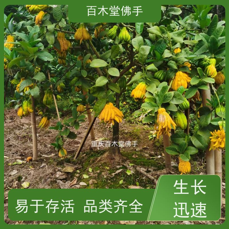 百木堂 铜 梁佛手 造型优美 易成活 用于室内外盆景