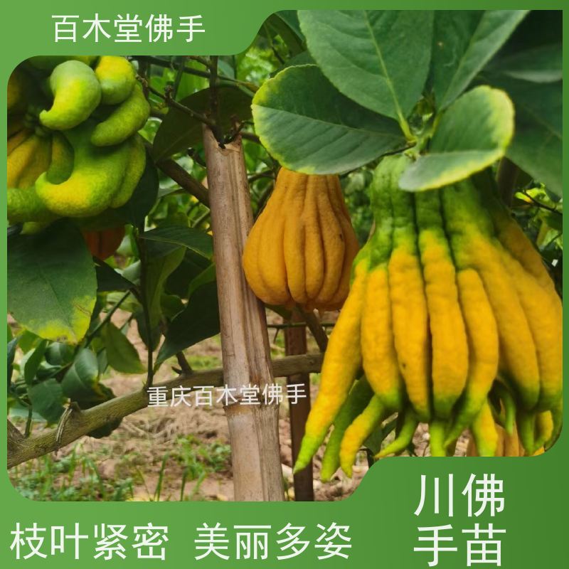 百木堂 南 充佛手 城市景观绿化树 用于庭院装饰