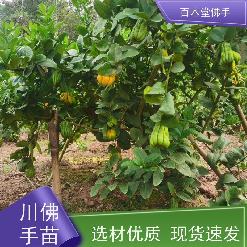 百木堂 石 柱佛手 造型优美 易成活 中药材种植基地 
