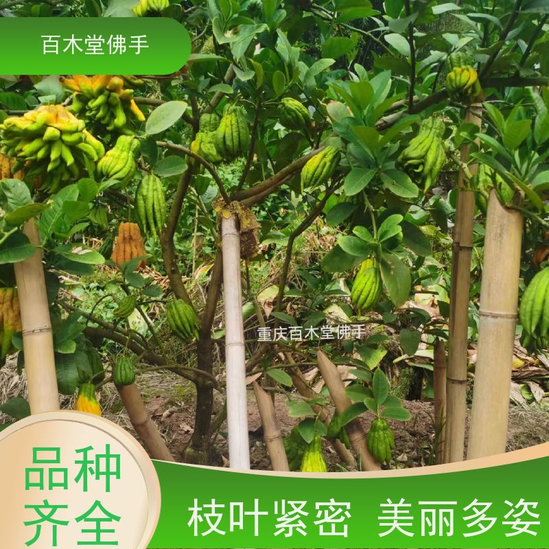 百木堂 成 都佛手 生长环境适应性强 中药材种植基地 