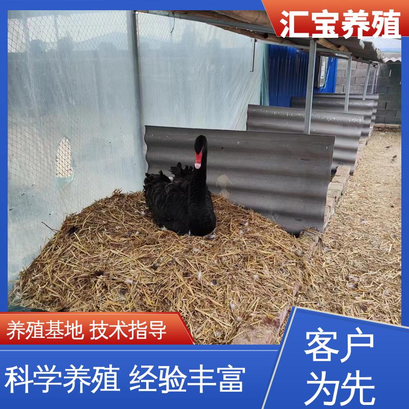 汇宝养殖 品种纯正 宠物小黑天鹅 抗病能力强 提供技术指导