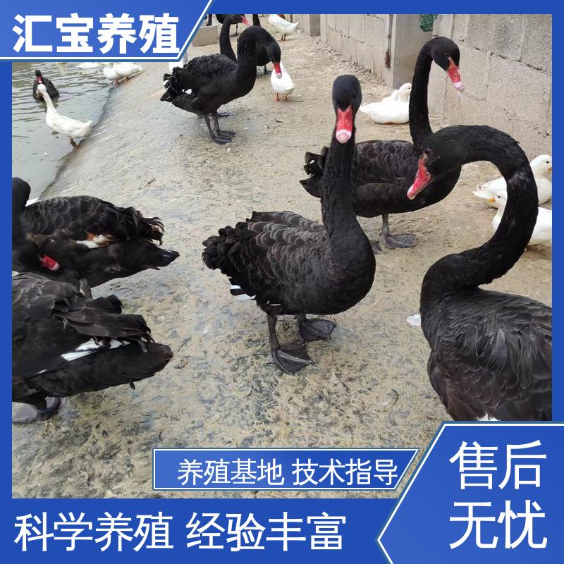 汇宝养殖 高端品种 六个月青年黑天鹅 包邮包运输 包回收包健康