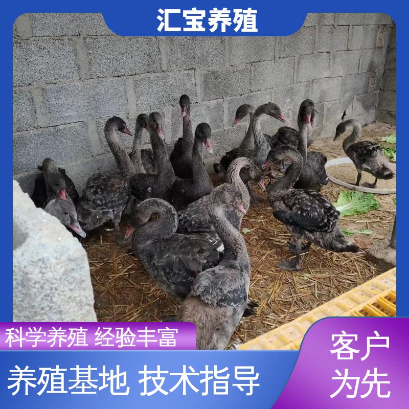 汇宝养殖 喂养方法 一年青年黑天鹅 成长速度快 一窝多只 包回收包健康