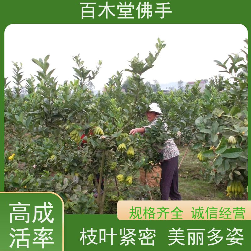 百木堂 绵 阳佛手基地 道路绿化行道苗 品种齐全