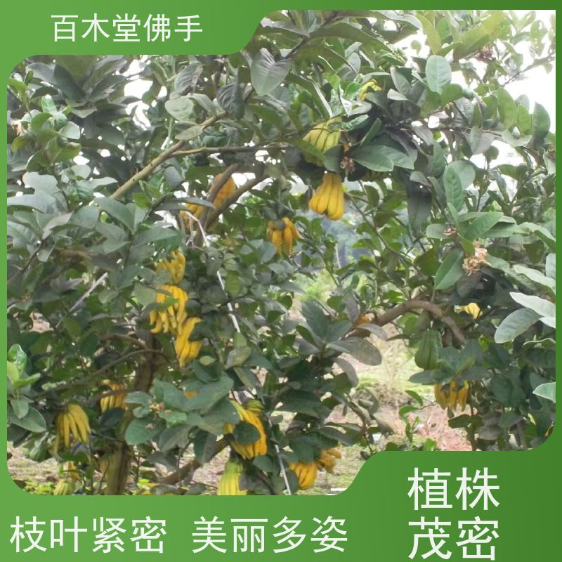 百木堂 乐 山佛手基地 道路绿化行道苗 用于室内外盆景