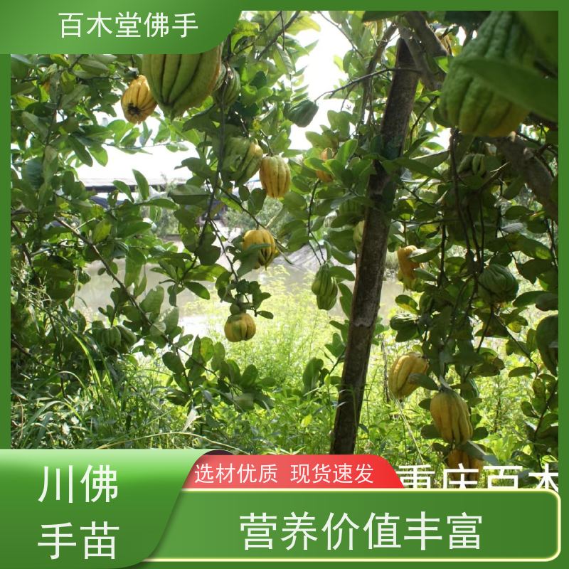 百木堂 乐 山佛手批发 观赏植物 附加值高 用于室内外盆景