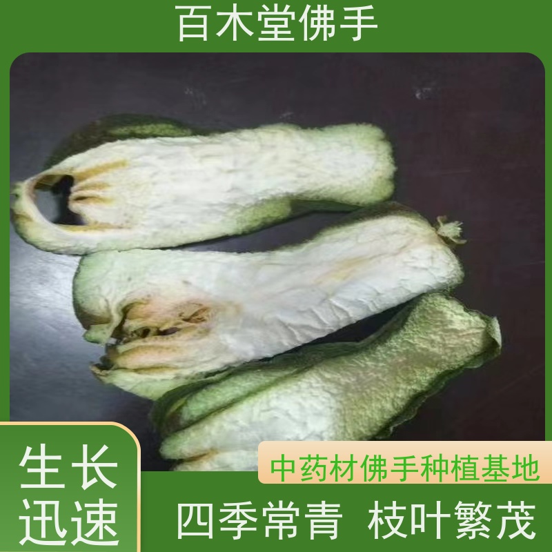 百木堂 内 江佛手批发 观赏植物 附加值高 用于室内外盆景