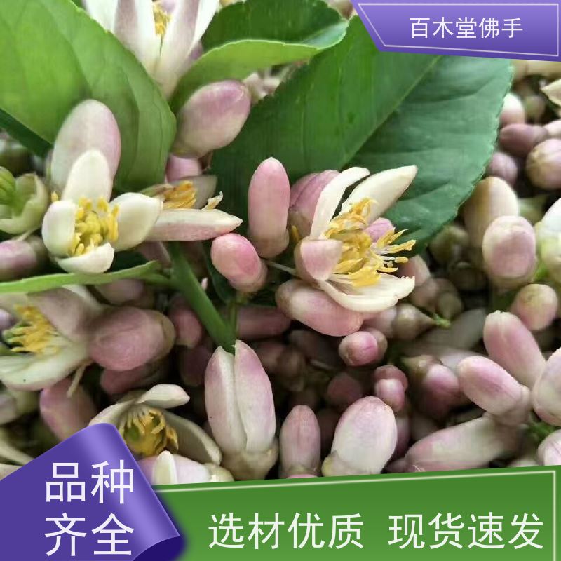 百木堂 沙 湾佛手批发 枝叶紧密 美丽多姿 植株茂密