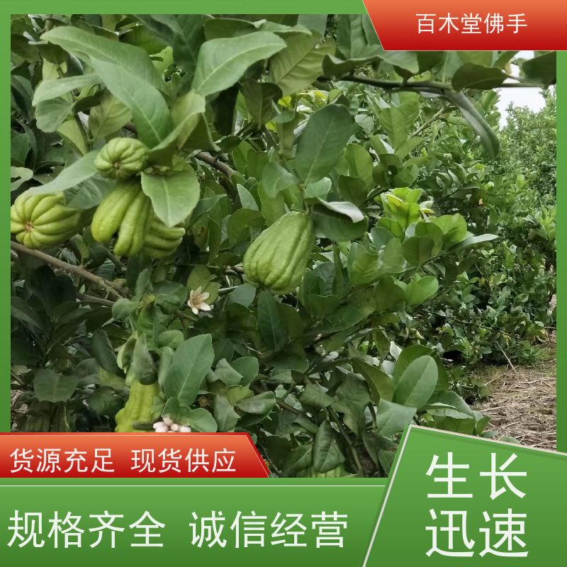 百木堂 四 川佛手苗 高成活率 较耐干旱 用于室内外盆景