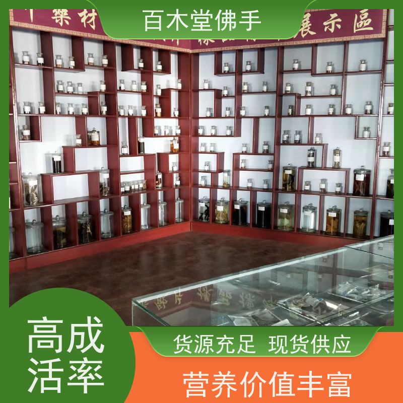百木堂 广佛手基地 城市景观绿化树 用于室内外盆景