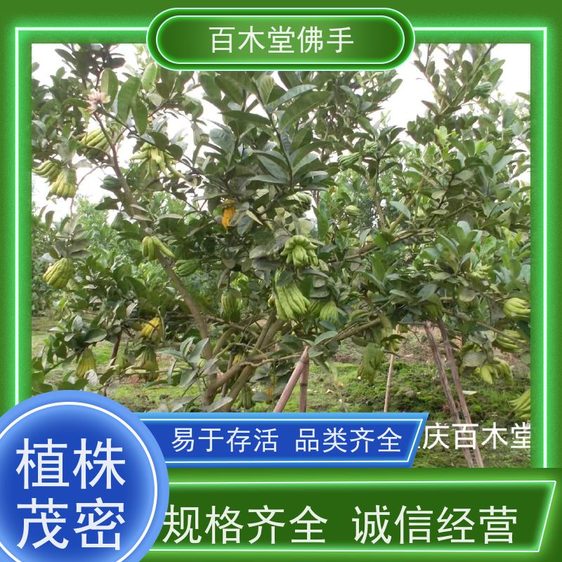 百木堂 梁 平佛手基地 枝叶紧密 美丽多姿 植株茂密