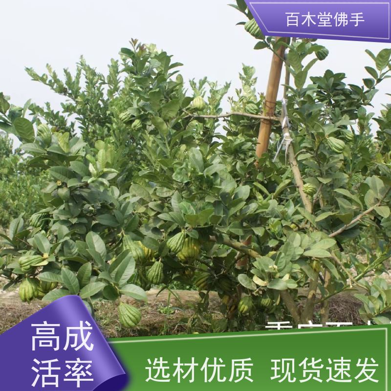 百木堂 佛手柑苗基地 观赏植物 附加值高 品种齐全