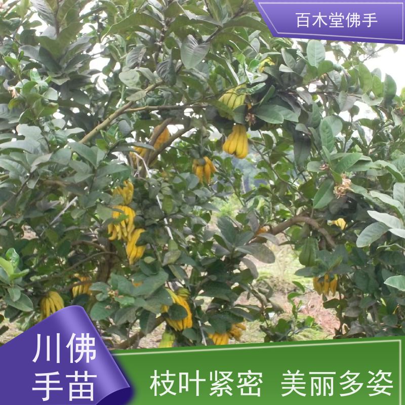 百木堂 内 江佛手基地 城市景观绿化树 用于庭院装饰