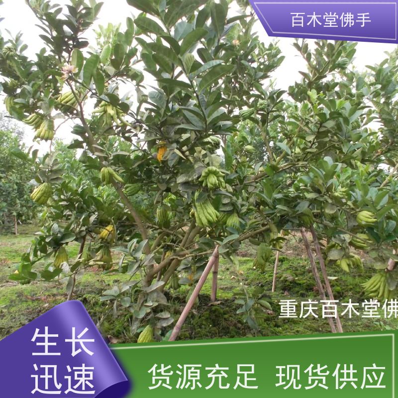 百木堂 南 充佛手基地 枝叶紧密 美丽多姿 生长迅速
