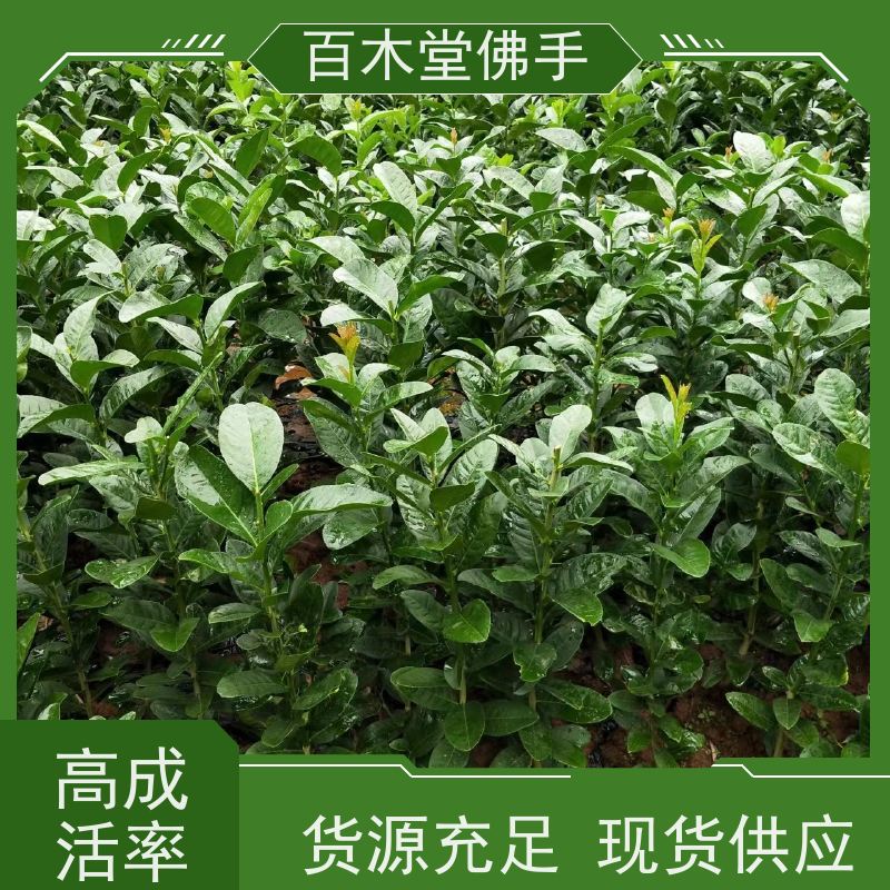百木堂 金佛手基地 产量高 用途广泛 用于庭院装饰