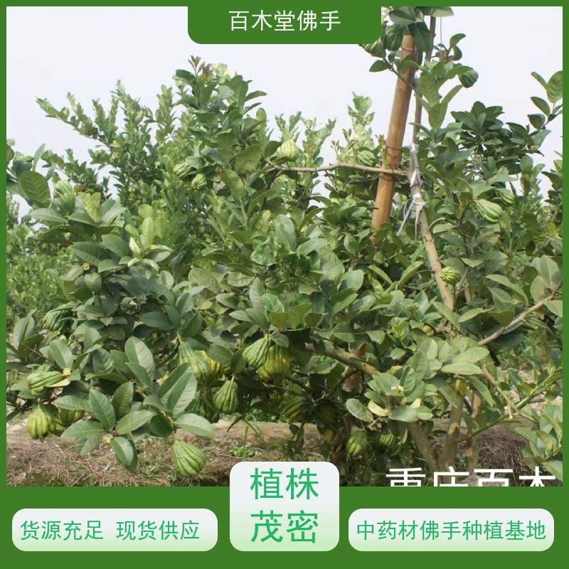 百木堂 沙 湾佛手批发 产量高 用途广泛 品种齐全