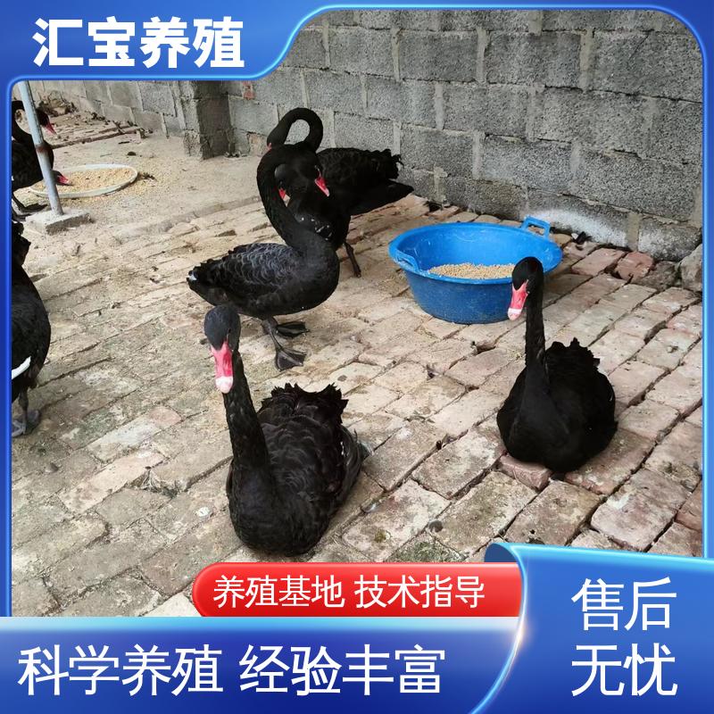 汇宝养殖 高端品种 一对黑天鹅 抗病能力强 包回收包健康