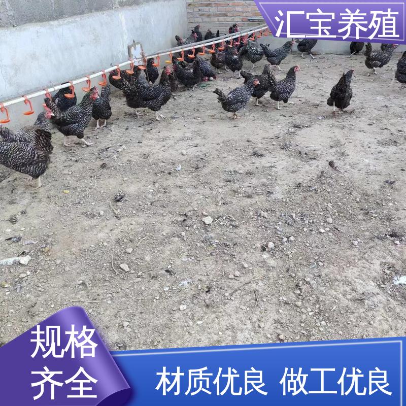 汇宝养殖 七彩山鸡苗 容易饲养 成年可下蛋 零售价
