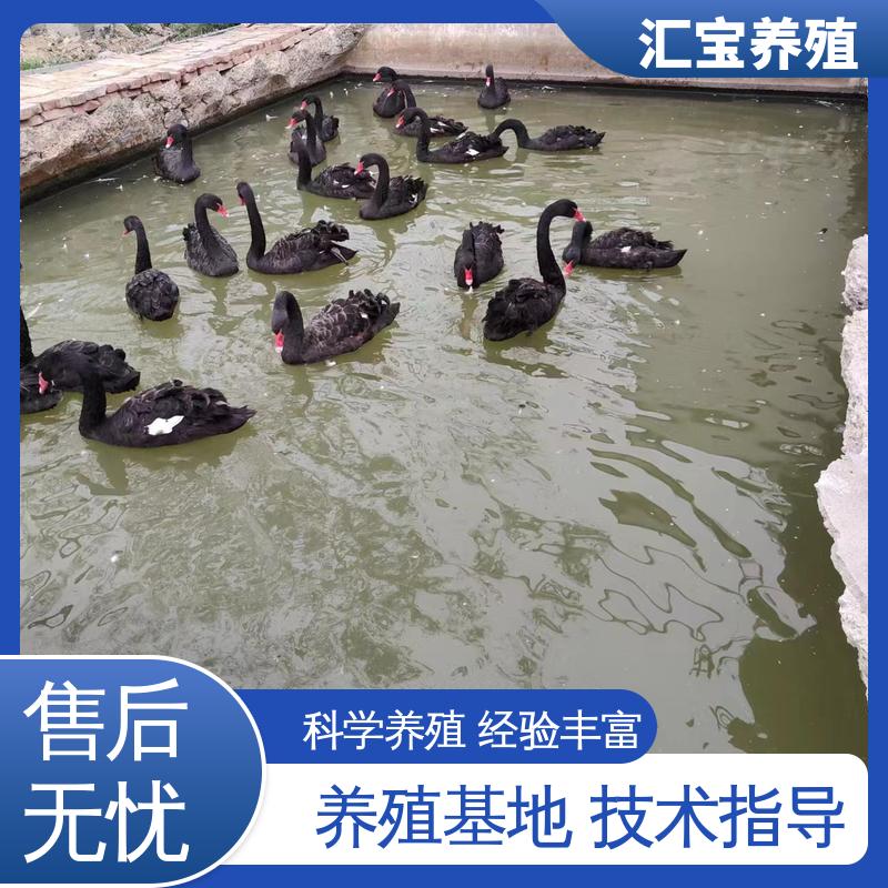 汇宝养殖 喂养方法 公园黑天鹅 包邮包运输 不易生病