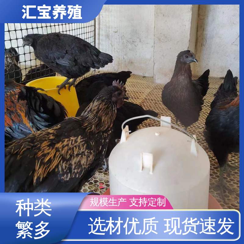 汇宝养殖 珍珠鸡苗 饲养简单 做种繁殖 低成本高回收