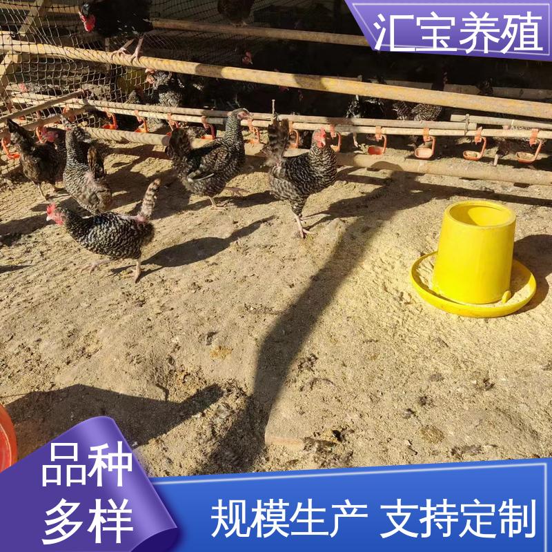 汇宝养殖 婆罗门鸡苗 高端品种 羽毛漂亮 包健康