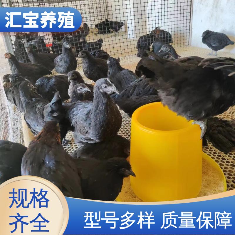 汇宝养殖 珍珠鸡苗 容易饲养 成年可下蛋 6个月产蛋出栏
