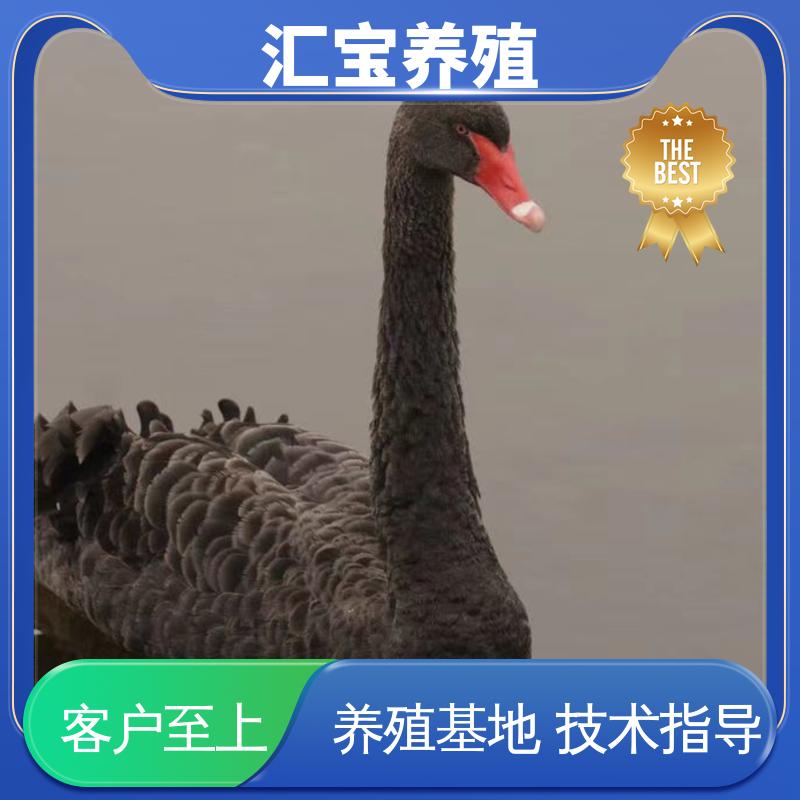 汇宝养殖 品种纯正 成年黑天鹅活体 包邮包运输 包回收包健康